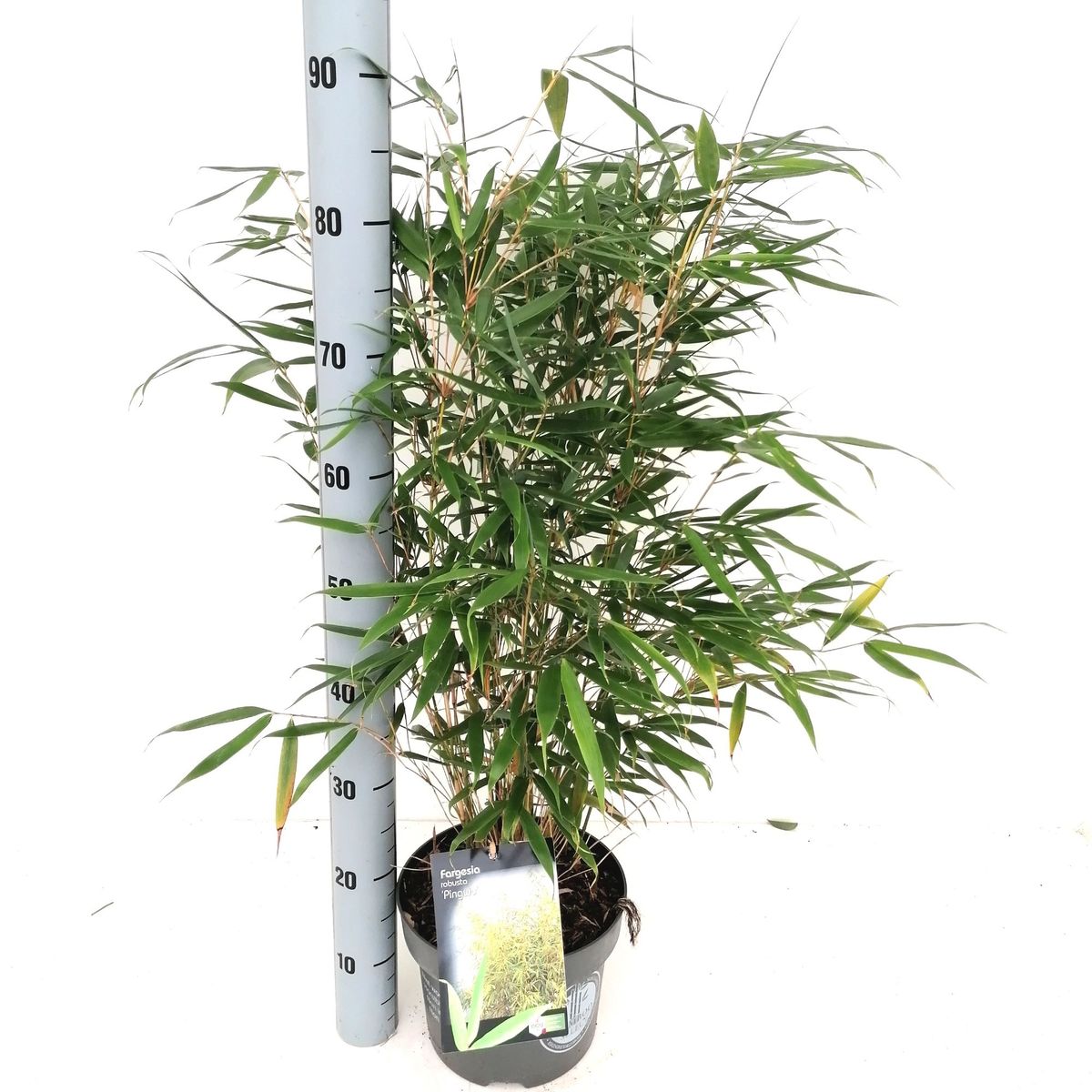 Fargesia robusta 'Pingwu' — Plant Wholesale FlorAccess