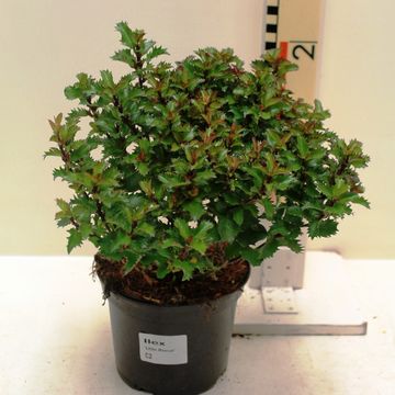 Ilex x meserveae LITTLE RASCAL