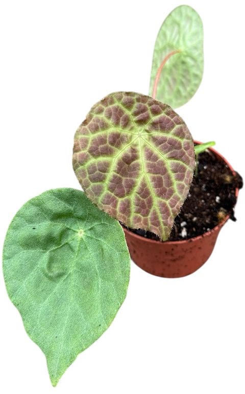 Begonia phuthoensis
