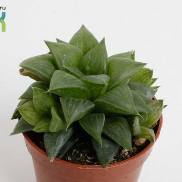 Haworthia cymbiformis