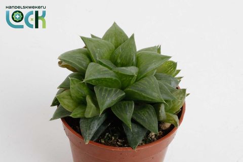 Haworthia cymbiformis