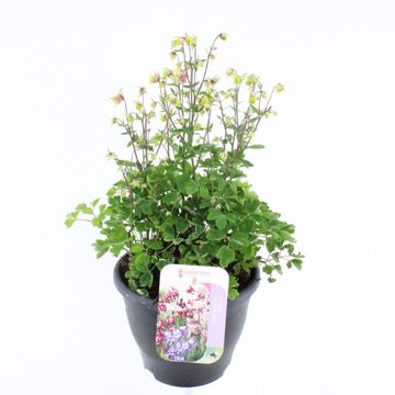 Aquilegia vulgaris 'Winky Double Rose-White'