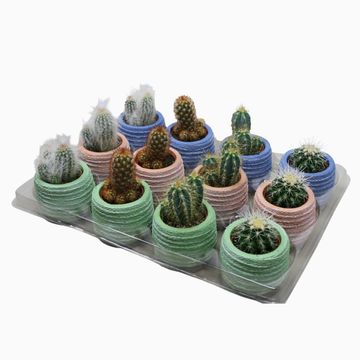 Cactus MIX