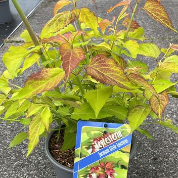 Leycesteria formosa LITTLE LANTERNS