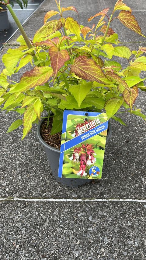 Leycesteria formosa LITTLE LANTERNS