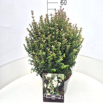 Luma apiculata