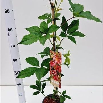Parthenocissus quinquefolia