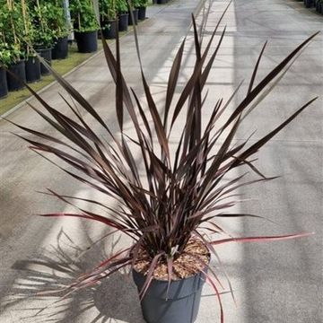 Phormium 'Platt's Black'