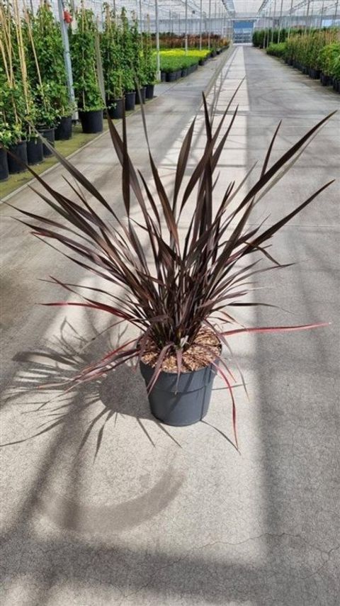 Phormium 'Platt's Black'