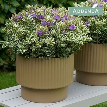 Hebe 'Katrina'