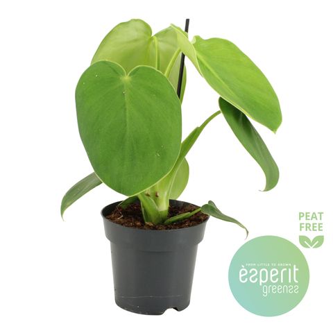 Philodendron rugosum