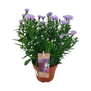 Aster SHOWMAKERS LILAC SUNSET