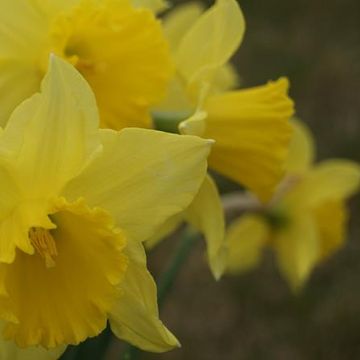 Narcissus 'Carlton'