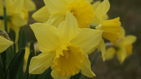 Narcissus 'Carlton'