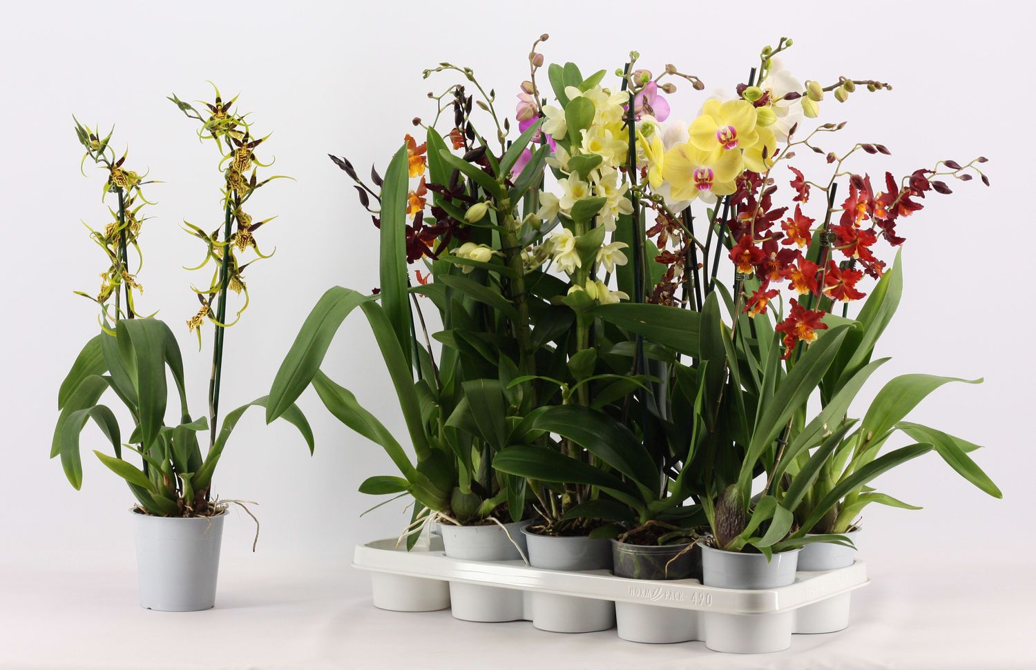 Orchid MIX — Plant Wholesale FlorAccess