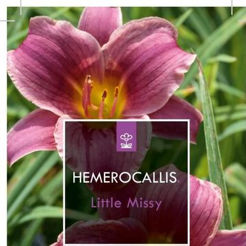 Hemerocallis 'Little Missy'