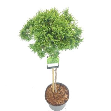 Thuja occidentalis 'Danica'