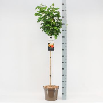 Rosa HANSESTADT ROSTOCK