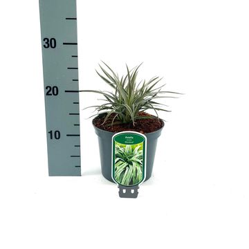 Astelia nervosa 'Westland'