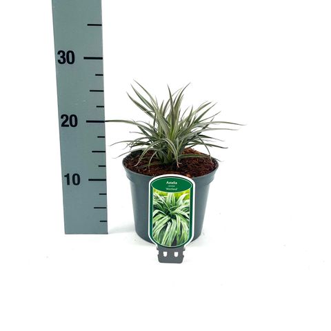 Astelia nervosa 'Westland'