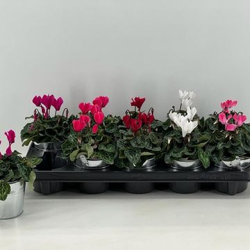 Cyclamen SUPER SERIE VERANO MIX