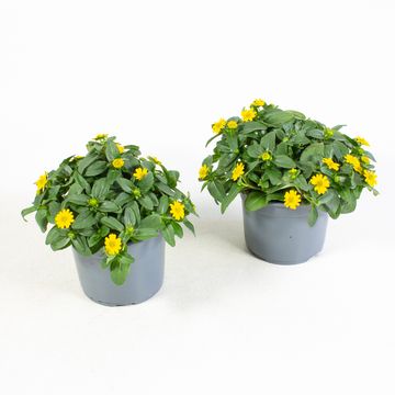 Sanvitalia procumbens