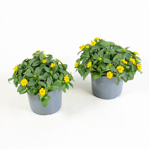 Sanvitalia procumbens