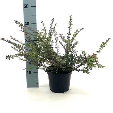 Lonicera nitida GARDEN CLOUDS PURPLE STORM