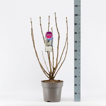 Syringa vulgaris 'Mme Lemoine'