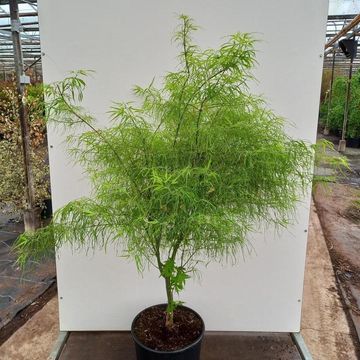 Acer palmatum 'Koto-no-ito'