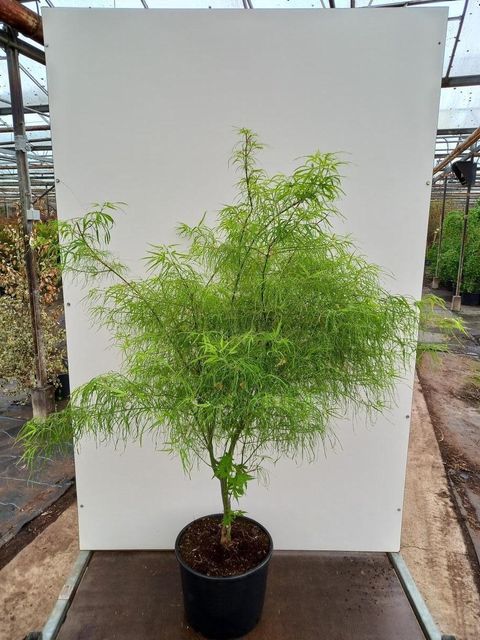 Acer palmatum 'Koto-no-ito'