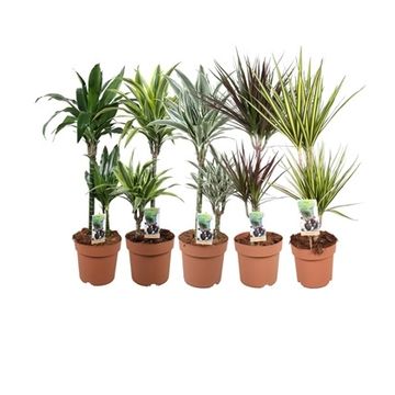 Dracaena fragrans MIX