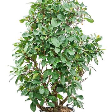 Ficus cyathistipula