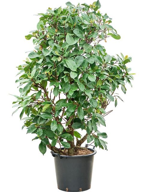 Ficus cyathistipula