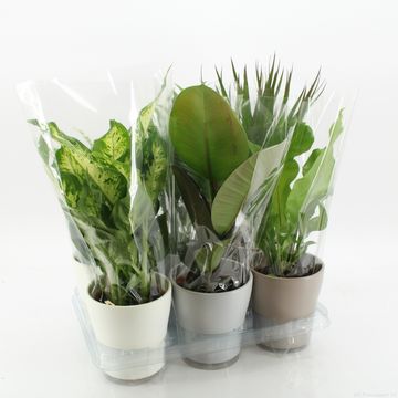 Plantas folha verde MIX