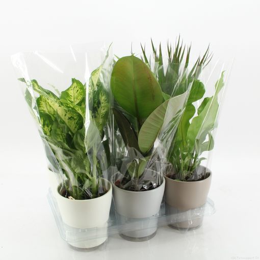 Plantes vertes MIX