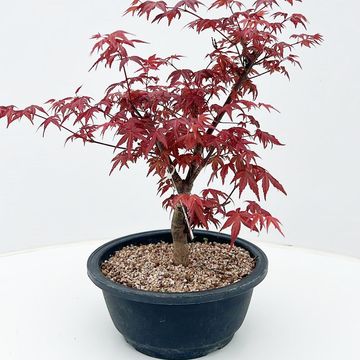 Acer palmatum 'Deshôjô'