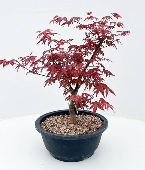 Acer palmatum 'Deshôjô'