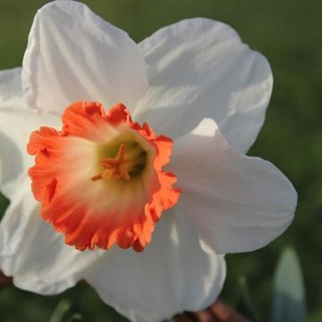 Narcissus 'Pink Charm'