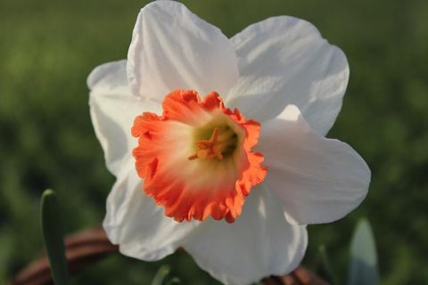 Narcissus 'Pink Charm'