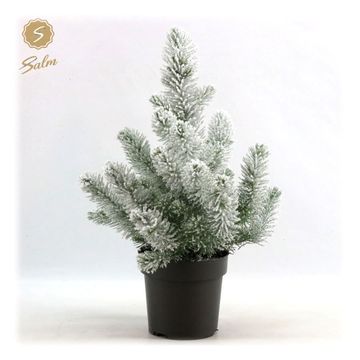 Pinus pinea 'Silver Crest'