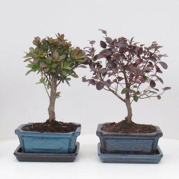 Bonsai MIX