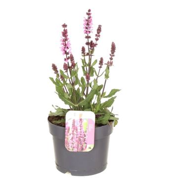 Salvia nemorosa SYNCHRO PINK