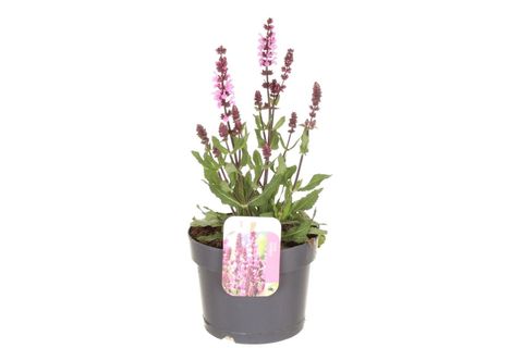 Salvia nemorosa SYNCHRO PINK