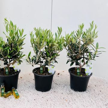 Olea europaea