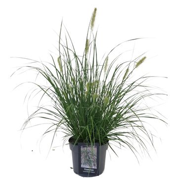 Pennisetum alopecuroides 'Hameln'