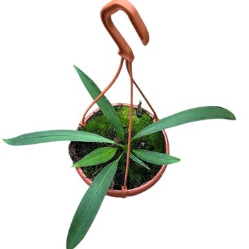 Антуриум vittariifolium