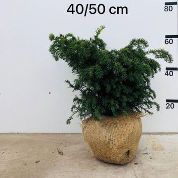 Taxus baccata 'Repandens'