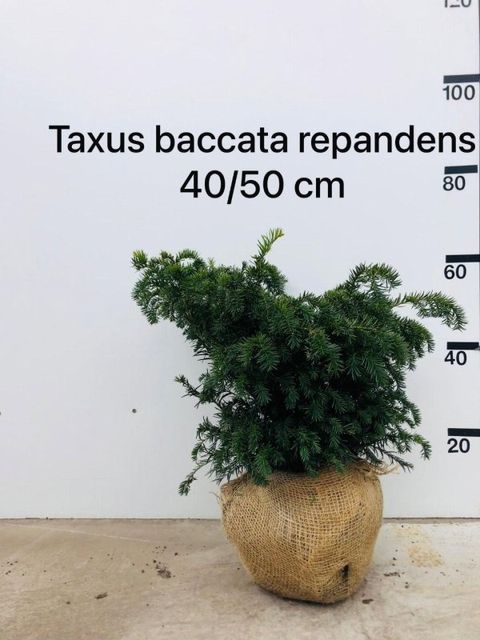Taxus baccata 'Repandens'