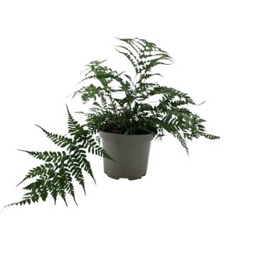 Athyrium otophorum 'Okanum'